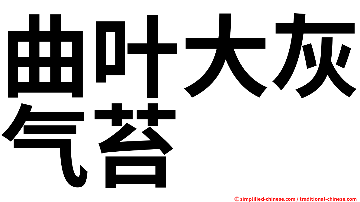 曲叶大灰气苔