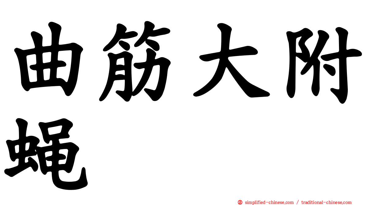 曲筋大附蝇