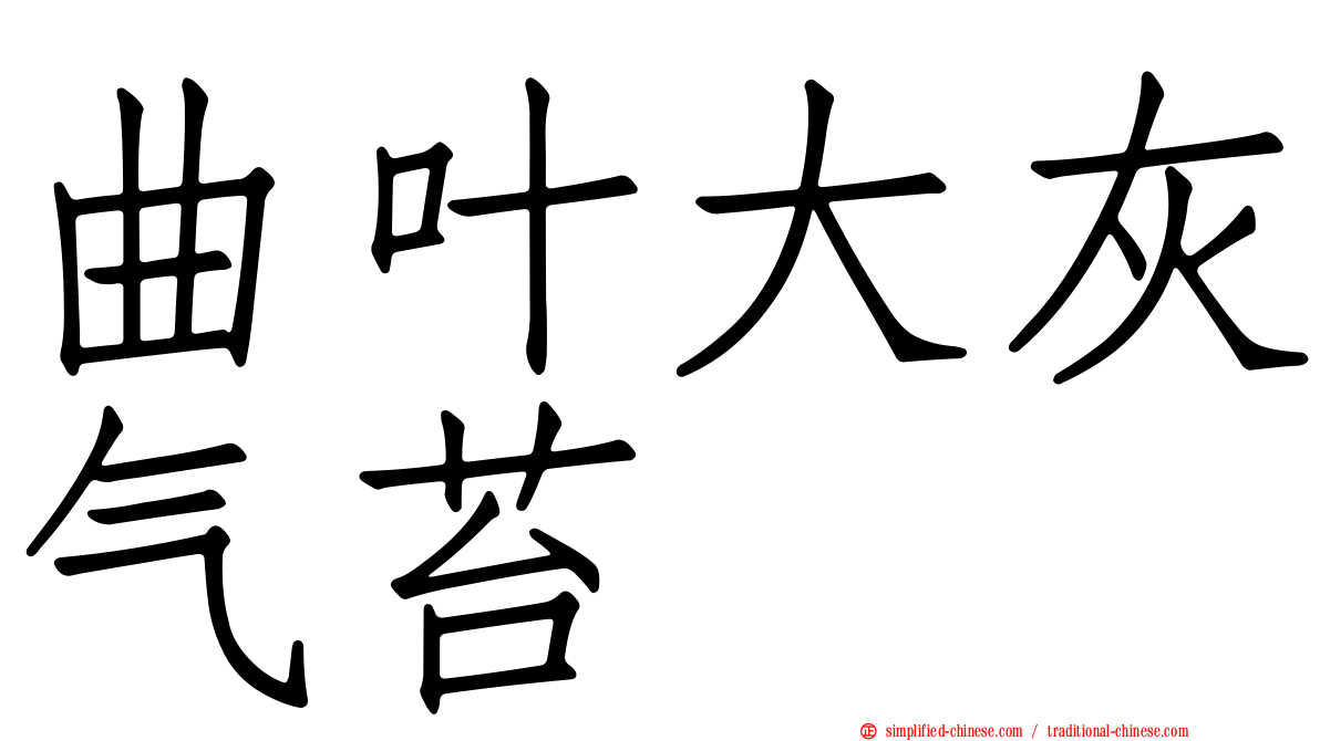 曲叶大灰气苔
