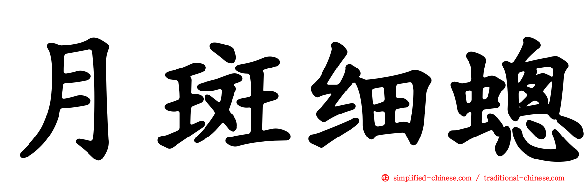 月斑细蟌