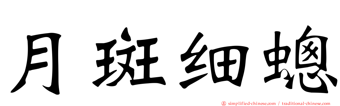 月斑细蟌