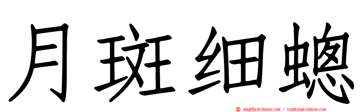 月斑细蟌