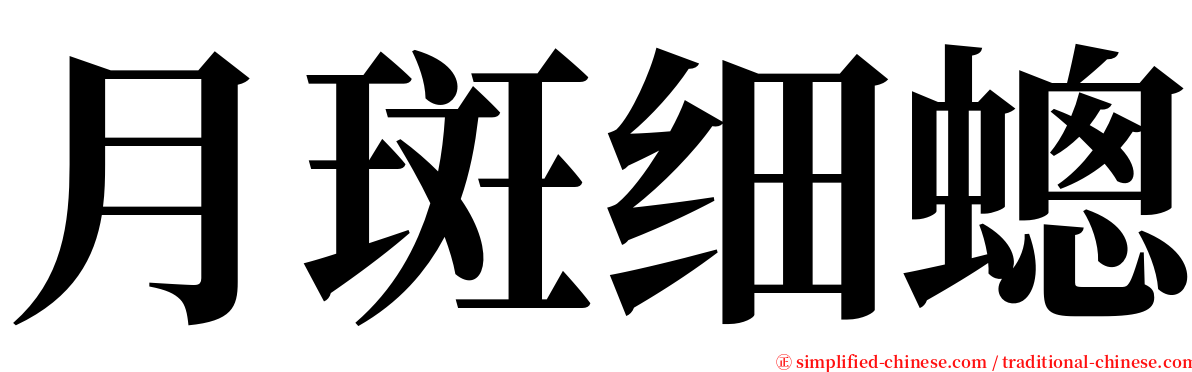 月斑细蟌 serif font