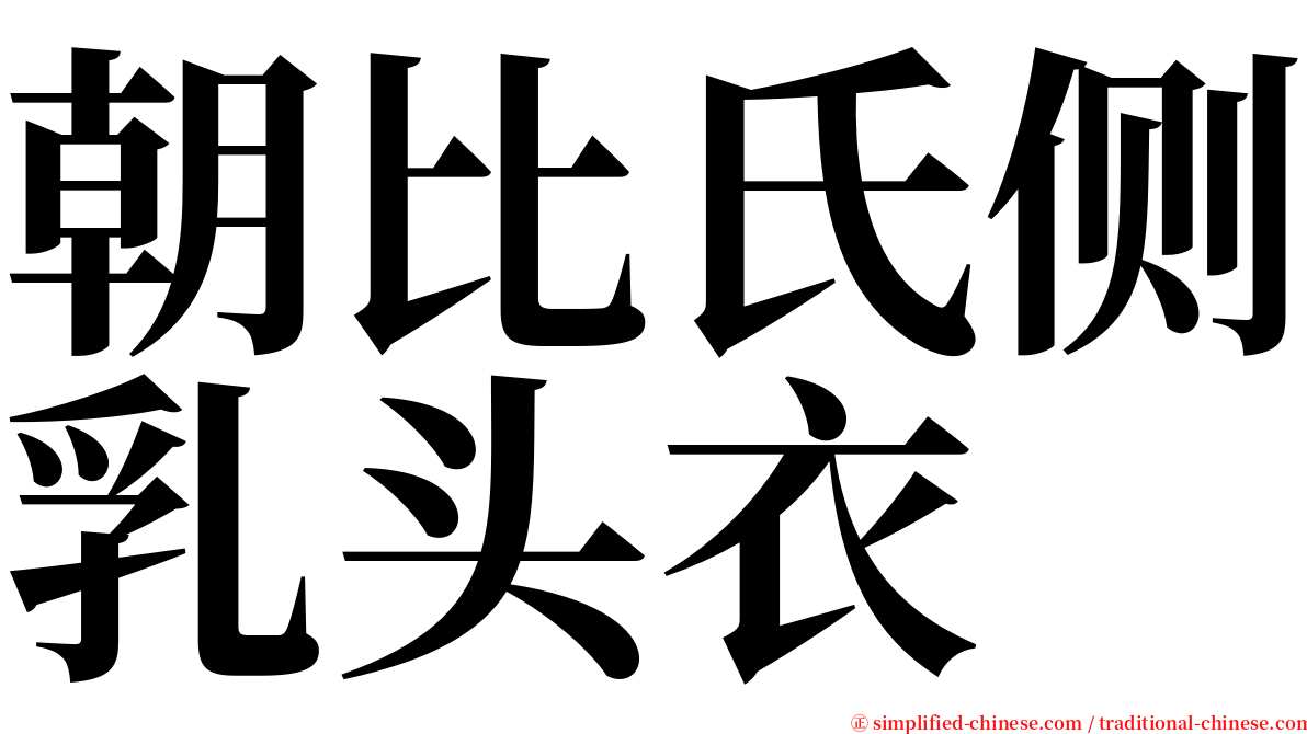 朝比氏侧乳头衣 serif font