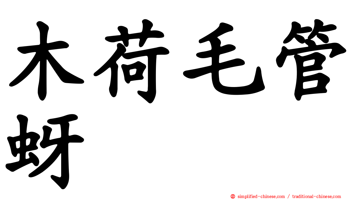 木荷毛管蚜