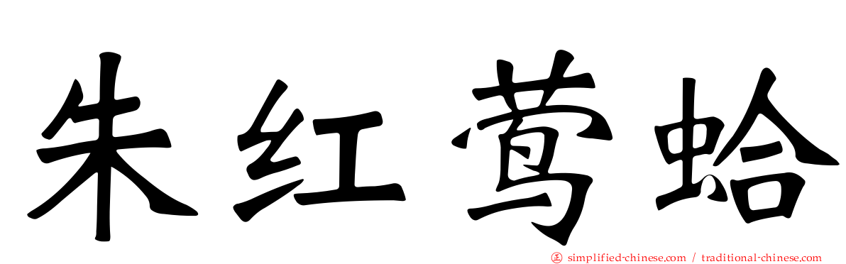 朱红莺蛤