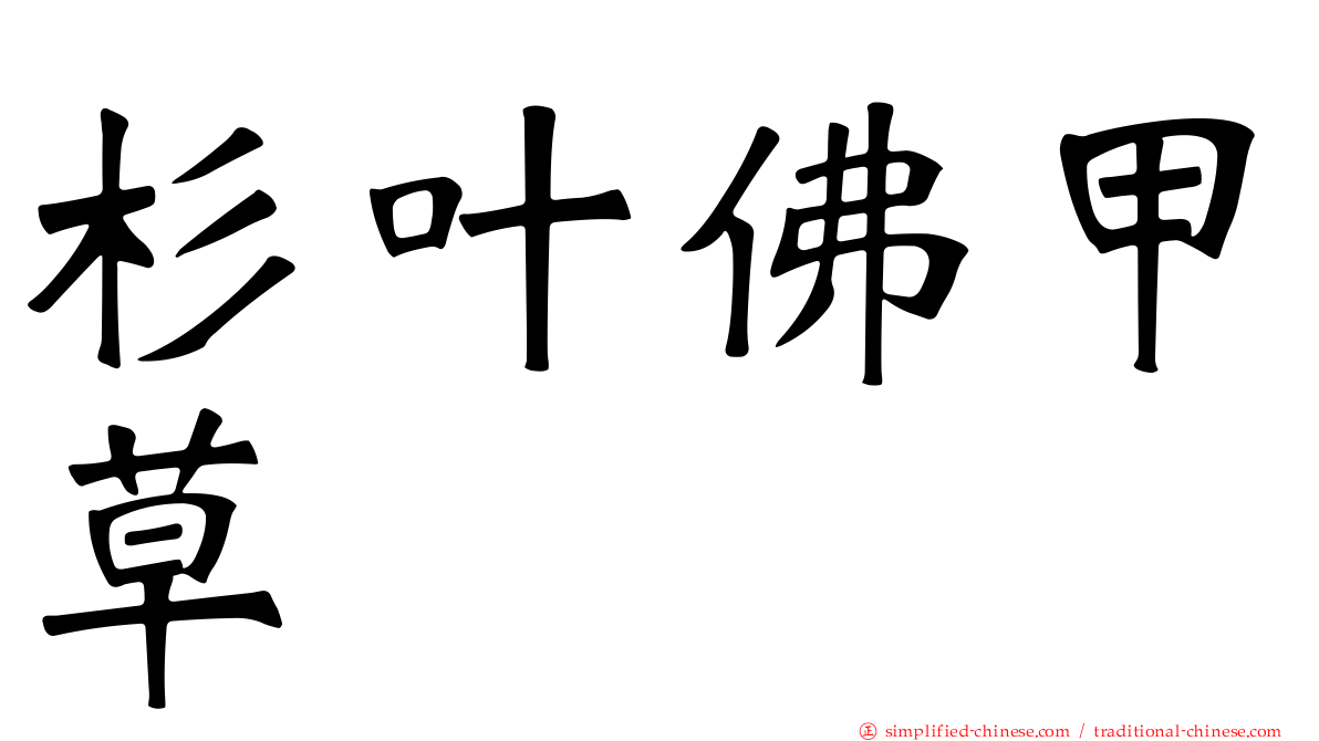 杉叶佛甲草