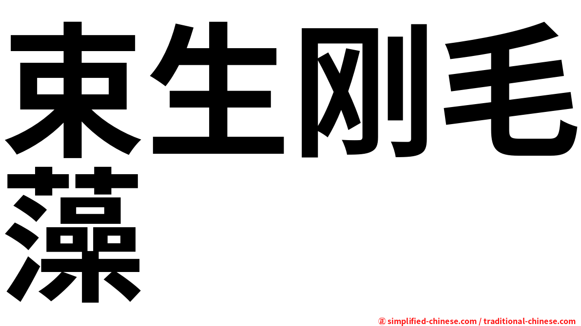 束生刚毛藻