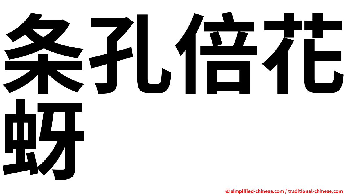 条孔倍花蚜