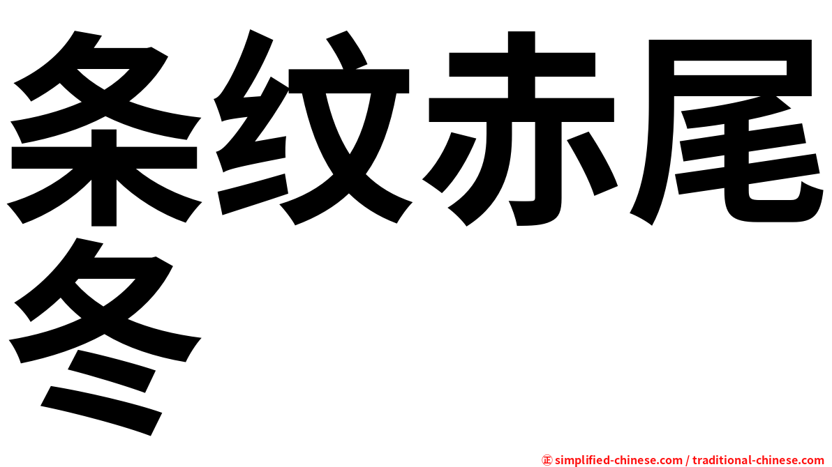 条纹赤尾冬
