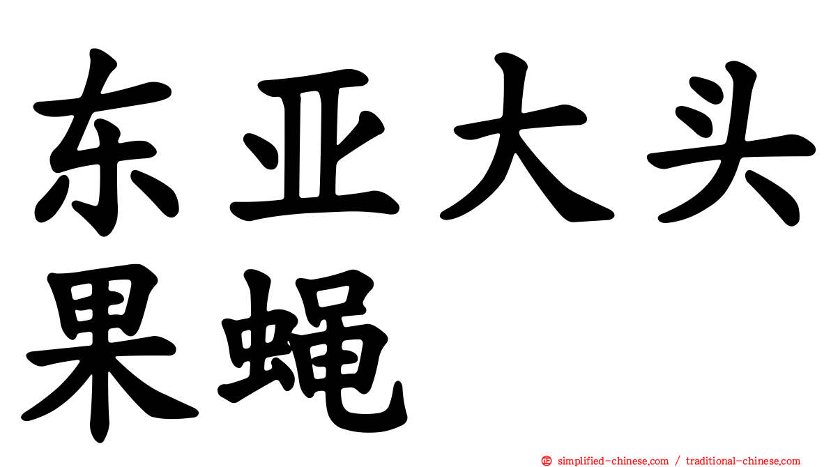东亚大头果蝇