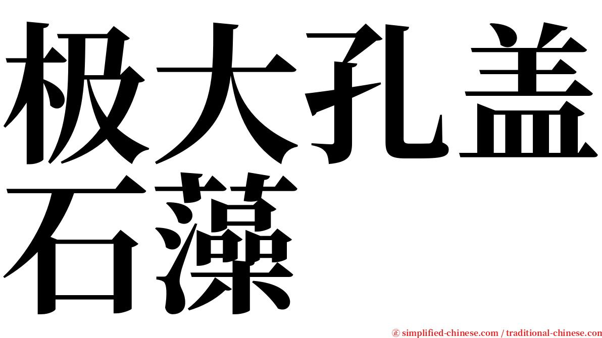 极大孔盖石藻 serif font