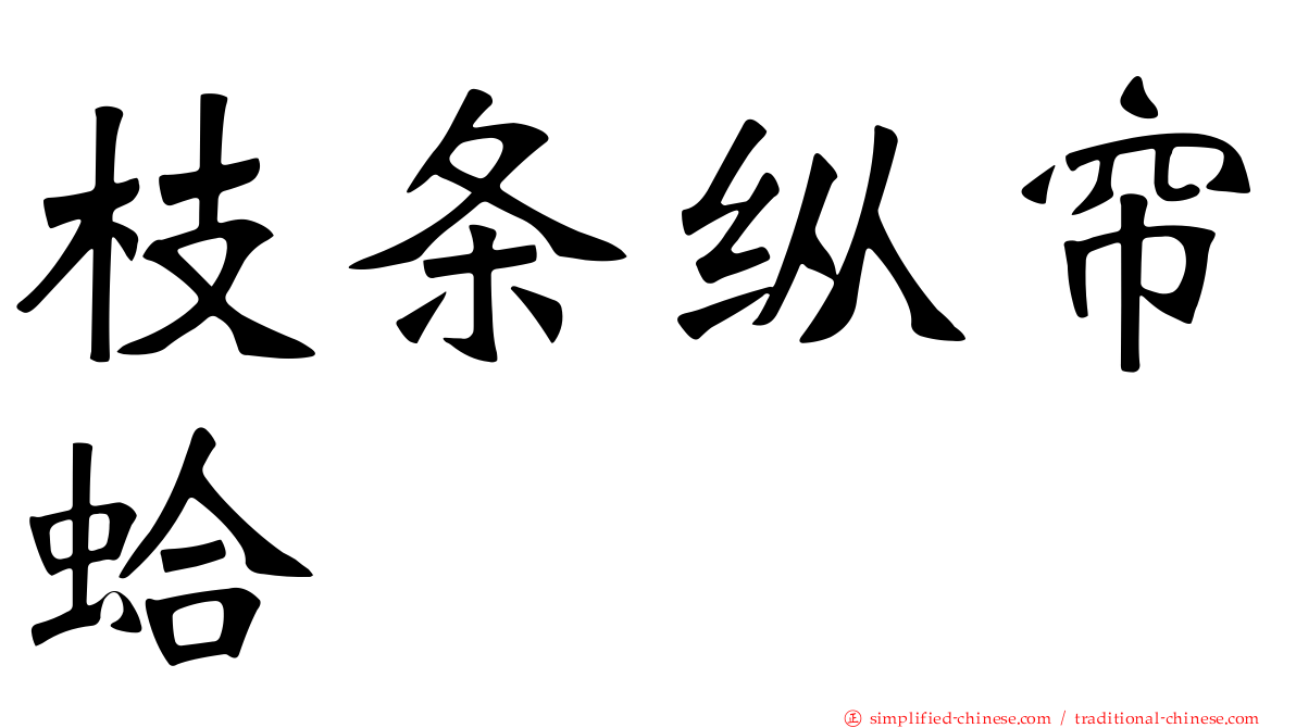 枝条纵帘蛤