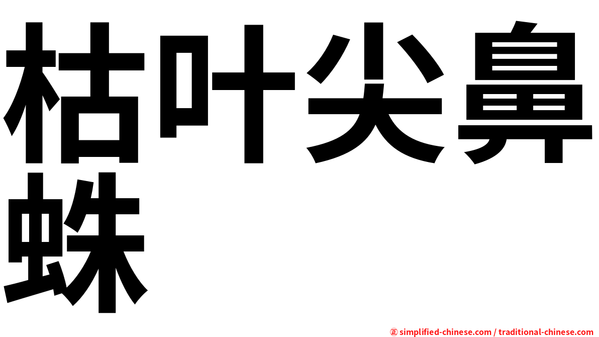 枯叶尖鼻蛛