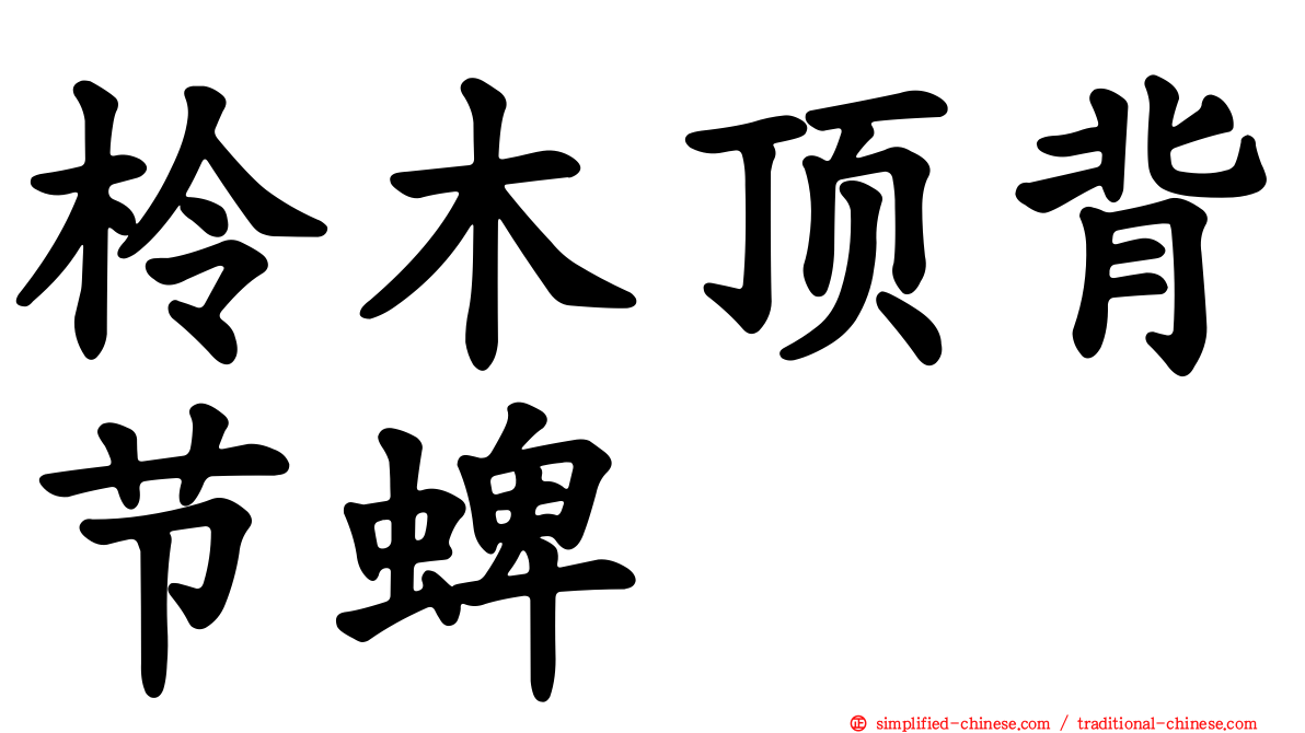 柃木顶背节蜱