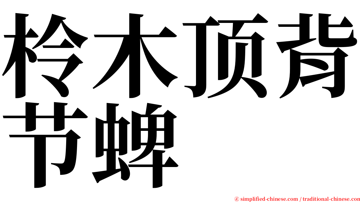 柃木顶背节蜱 serif font