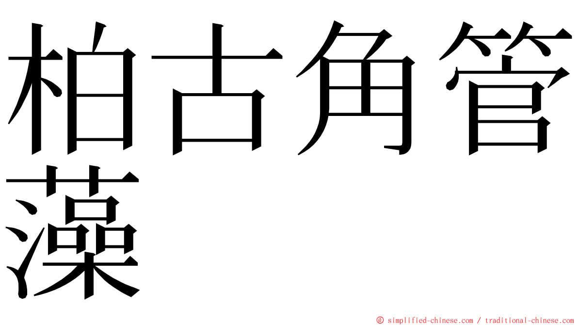 柏古角管藻 ming font