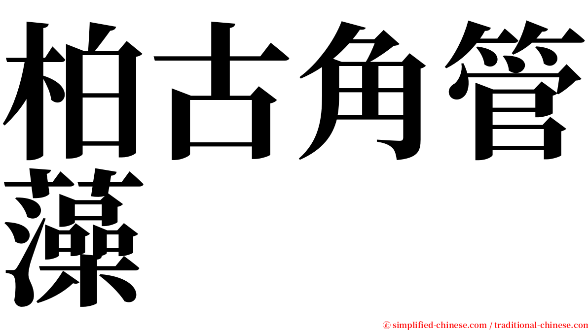 柏古角管藻 serif font