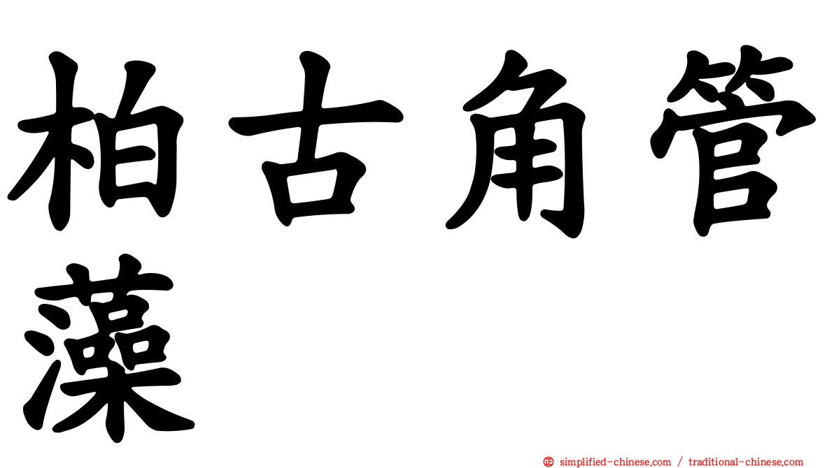 柏古角管藻