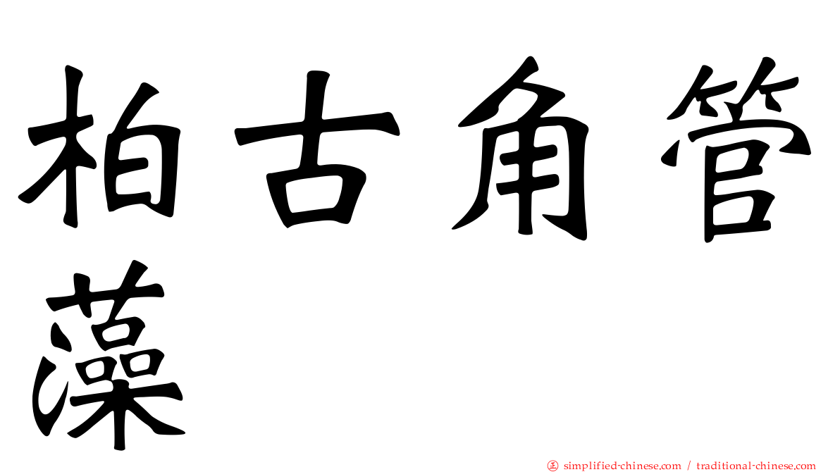 柏古角管藻