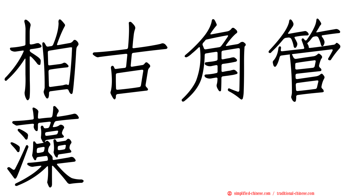 柏古角管藻