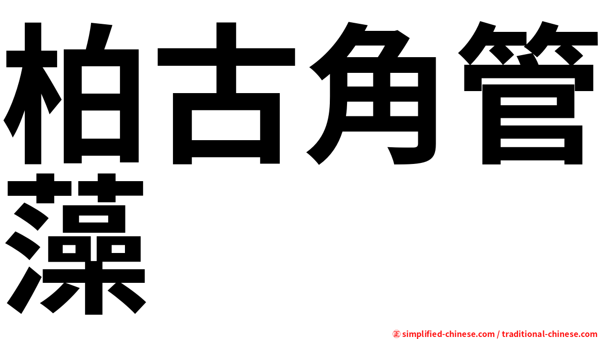 柏古角管藻