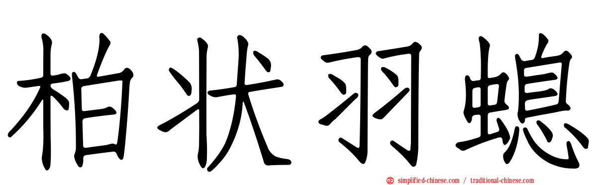 柏状羽螅
