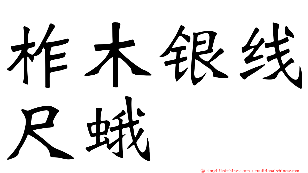 柞木银线尺蛾
