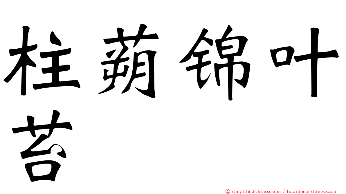 柱蒴锦叶苔