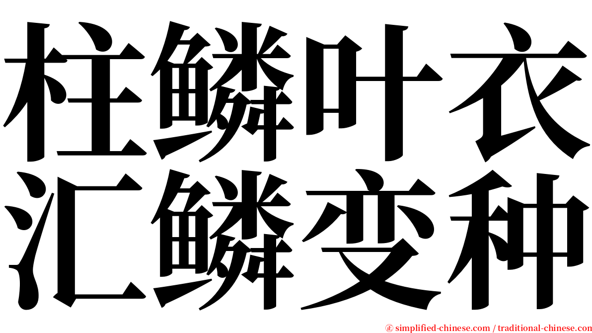 柱鳞叶衣汇鳞变种 serif font
