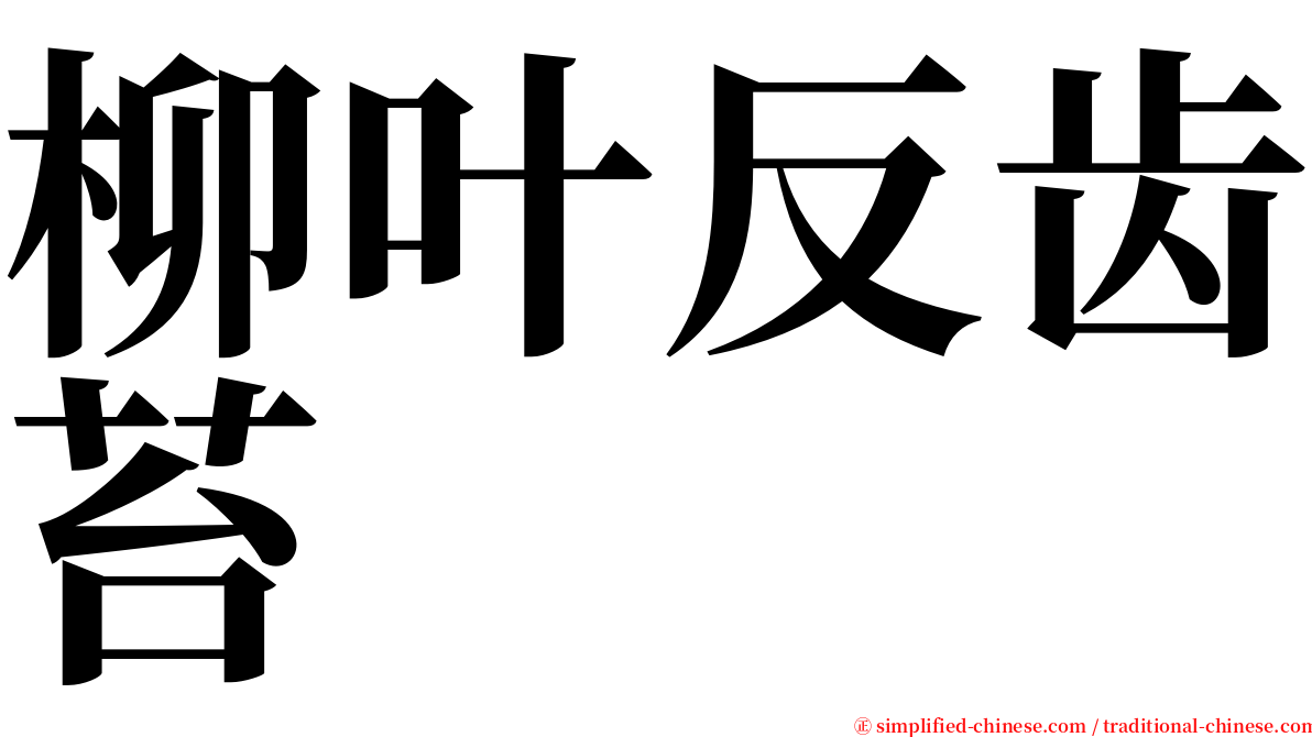 柳叶反齿苔 serif font
