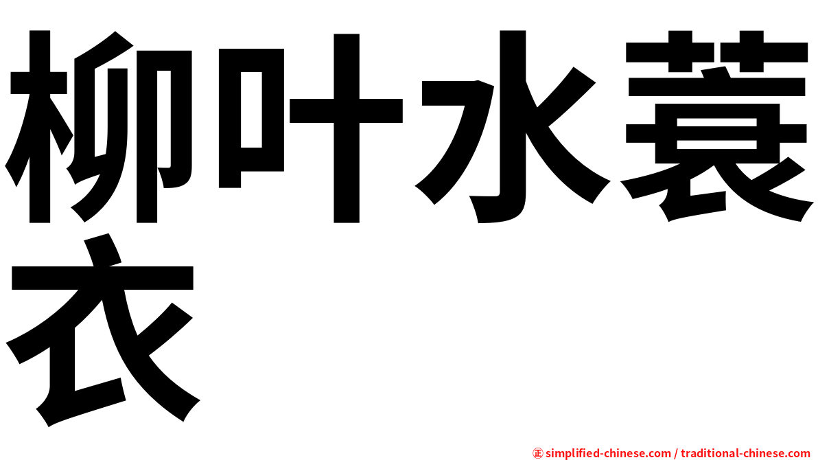 柳叶水蓑衣