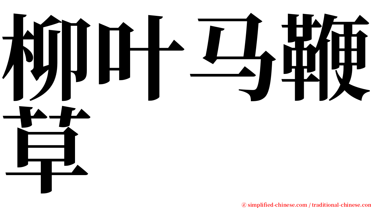 柳叶马鞭草 serif font