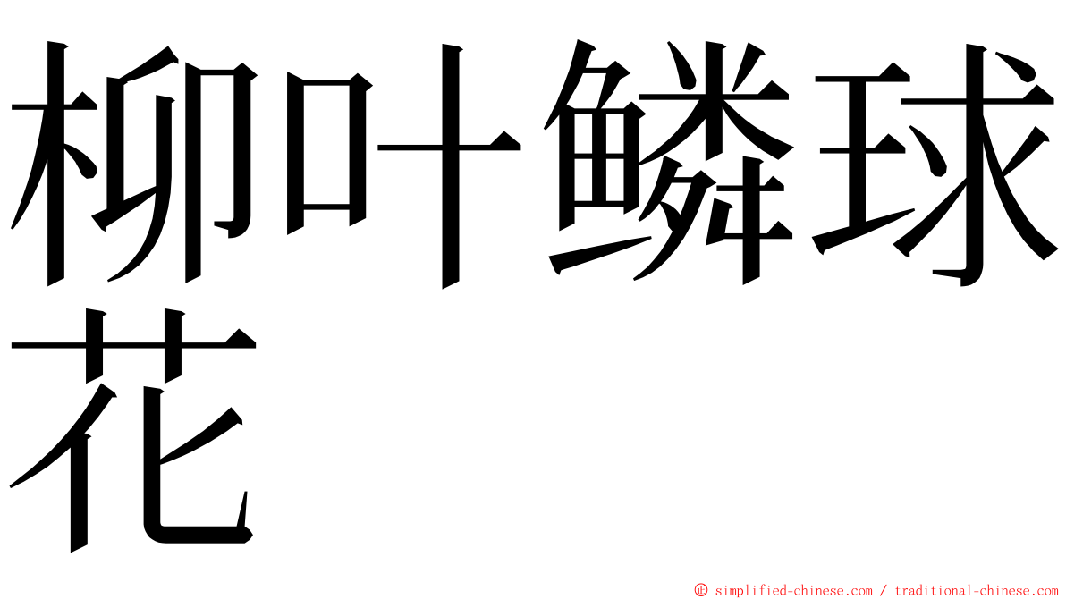 柳叶鳞球花 ming font