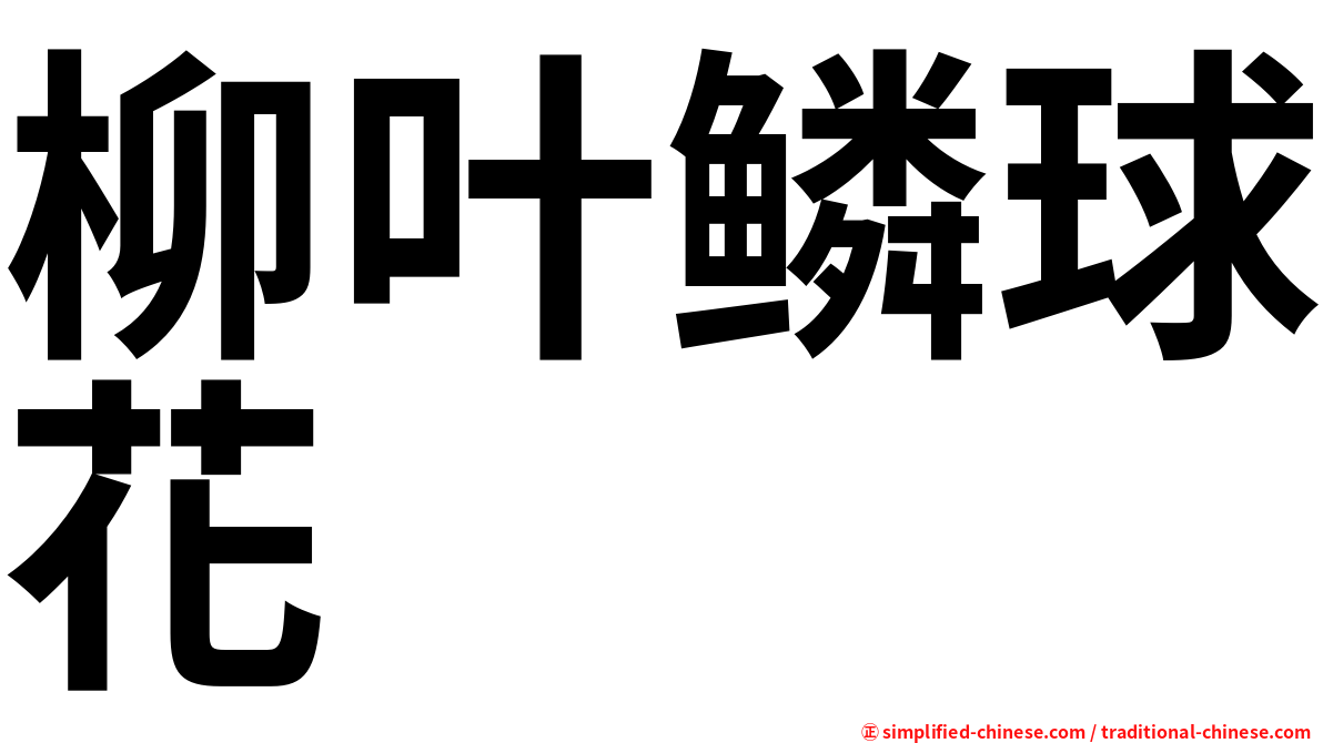 柳叶鳞球花