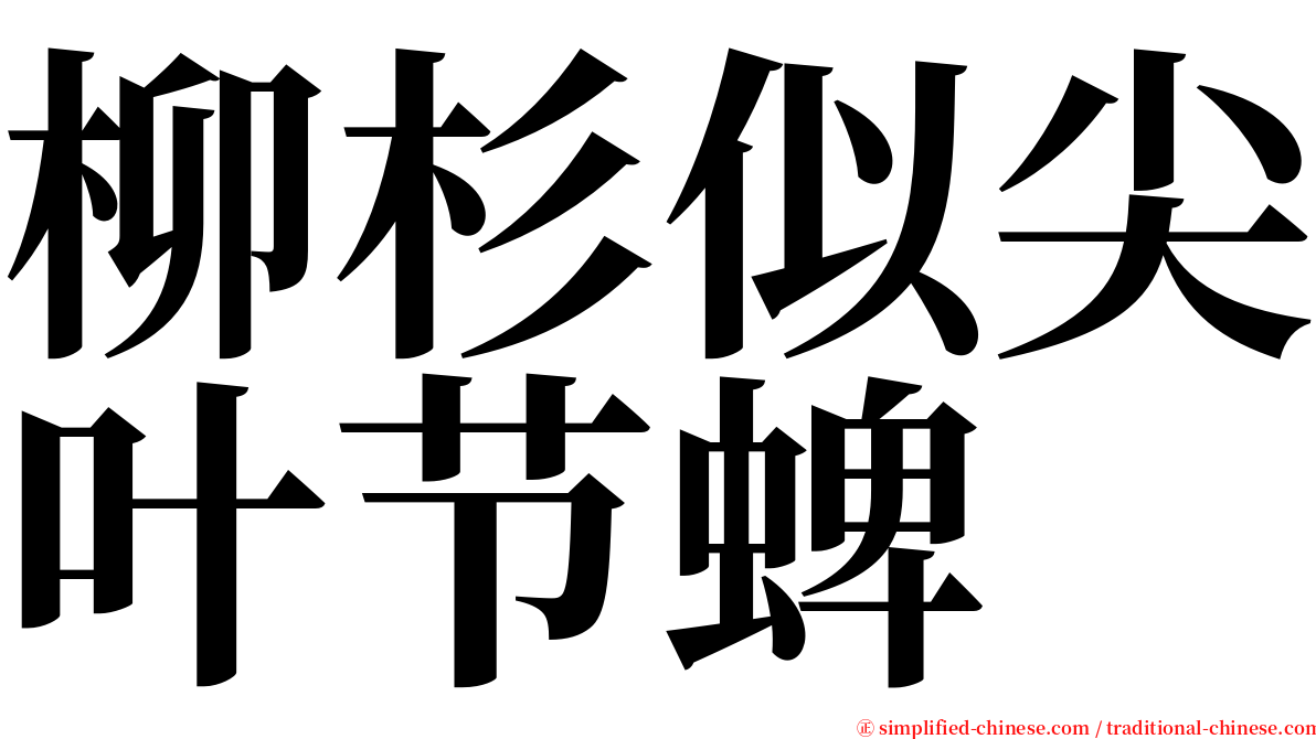柳杉似尖叶节蜱 serif font