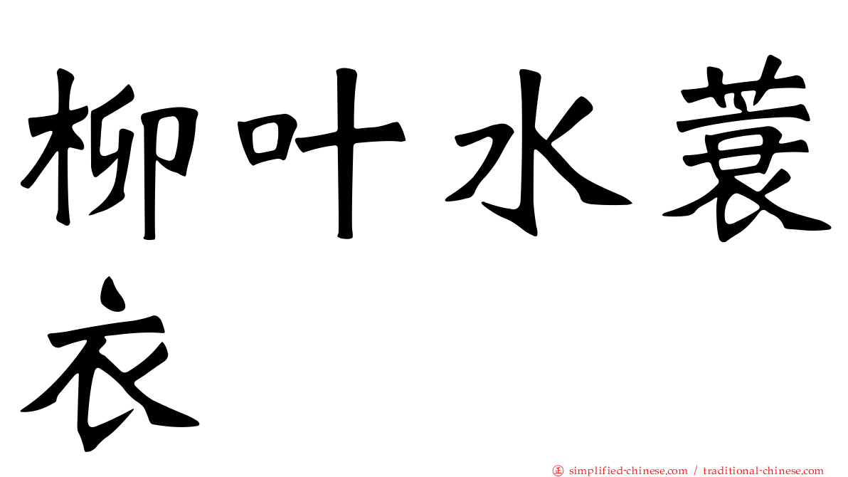 柳叶水蓑衣