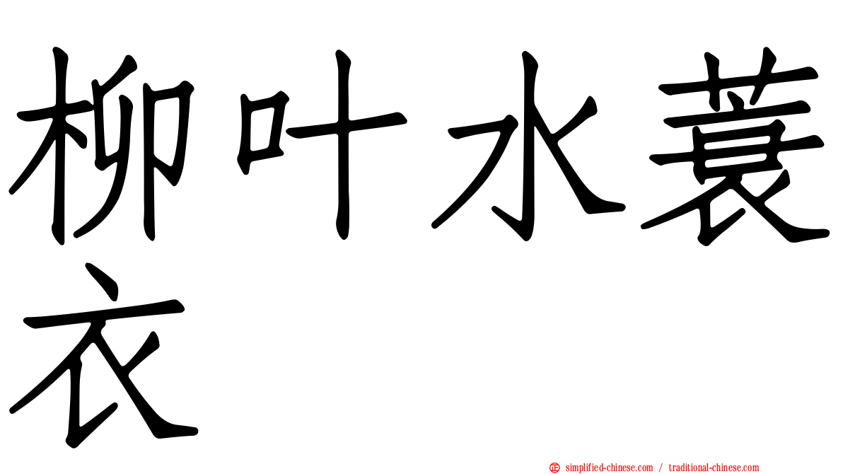柳叶水蓑衣