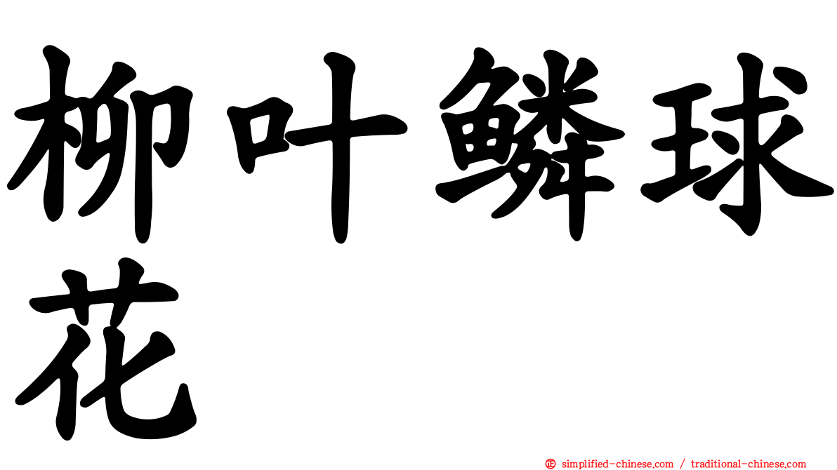 柳叶鳞球花