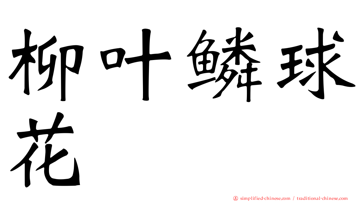 柳叶鳞球花