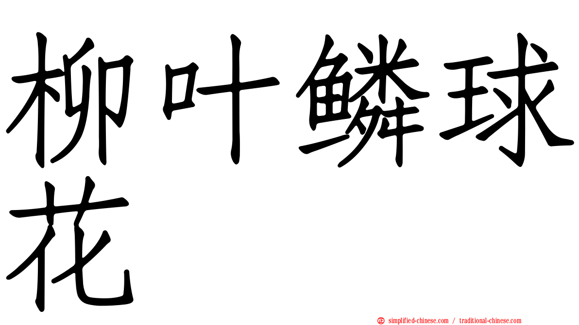 柳叶鳞球花