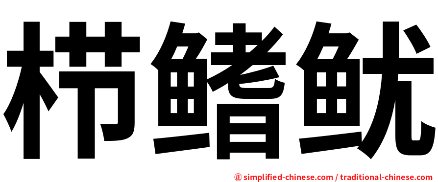 栉鳍鱿