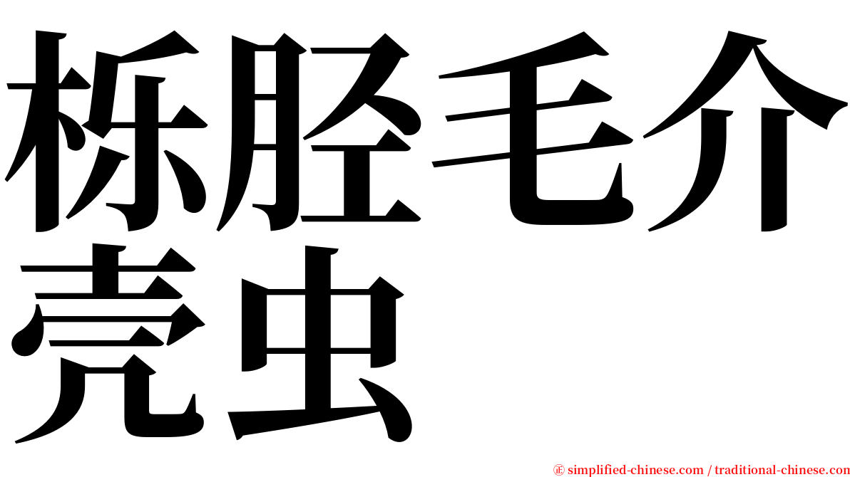 栎胫毛介壳虫 serif font