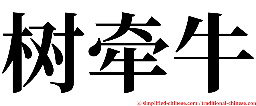 树牵牛 serif font