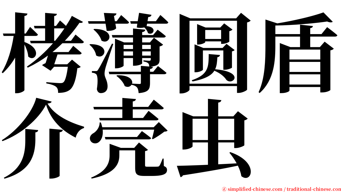 栲薄圆盾介壳虫 serif font