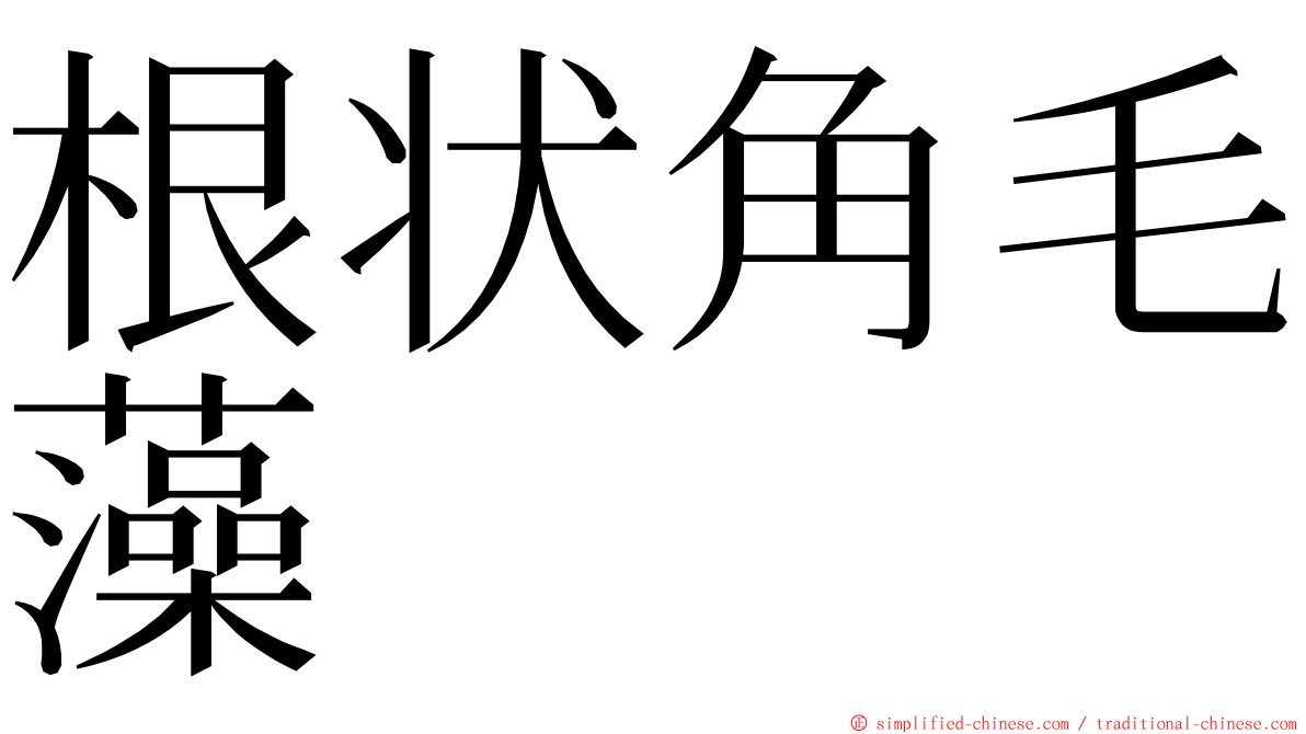 根状角毛藻 ming font