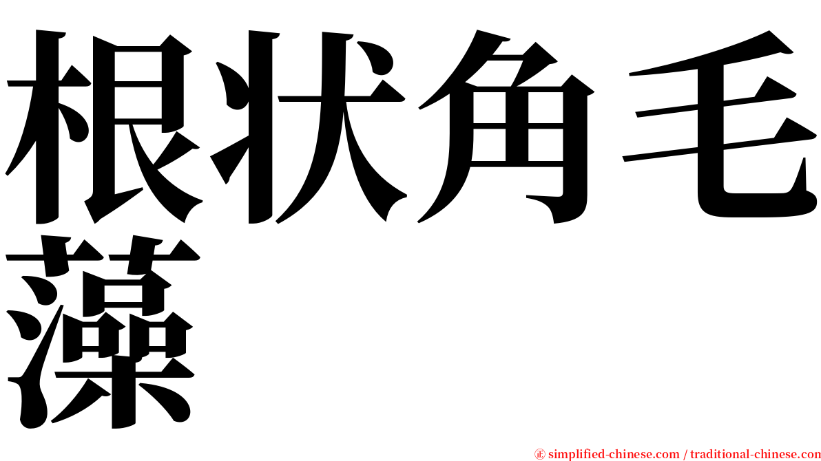 根状角毛藻 serif font