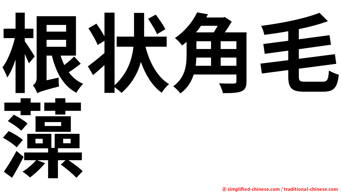 根状角毛藻