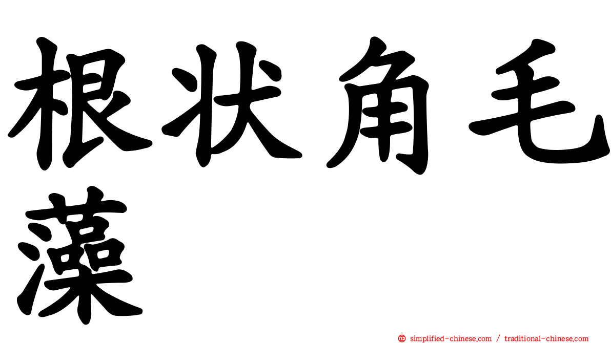 根状角毛藻