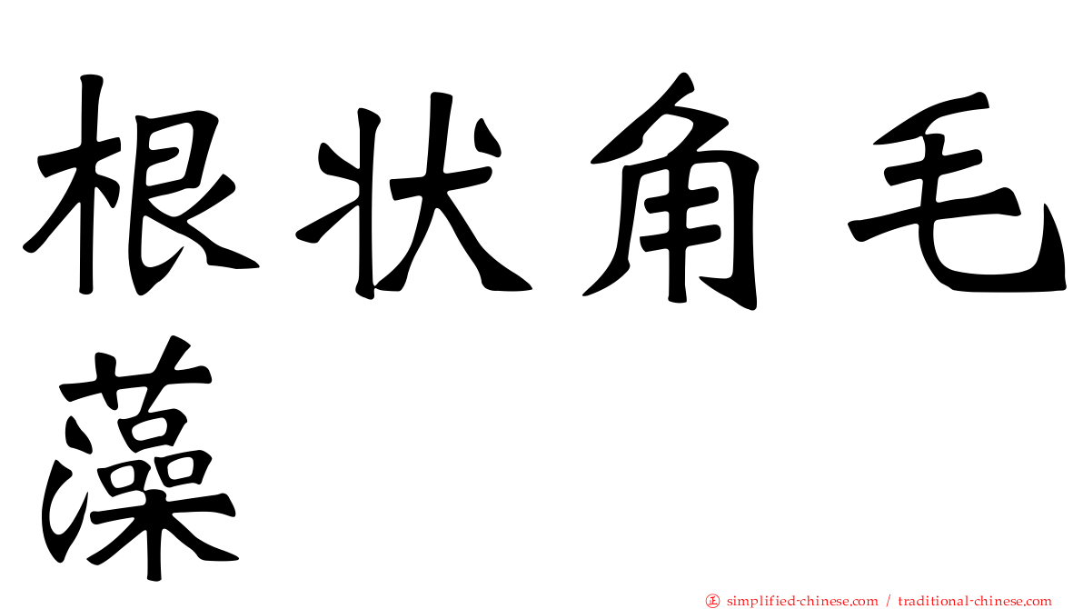 根状角毛藻